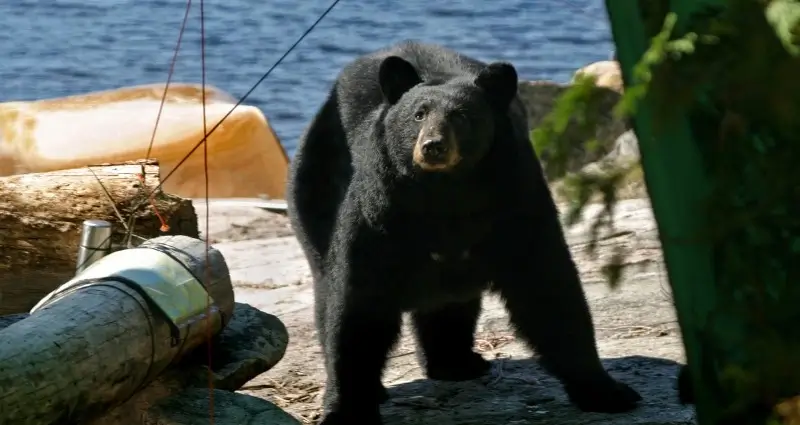 Medidas de seguridad al encontrarse con animales salvajes